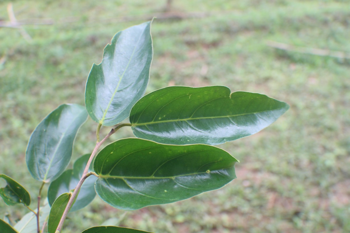 Hopea cordifolia (Thwaites) Trimen